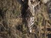 IMG_9177.c